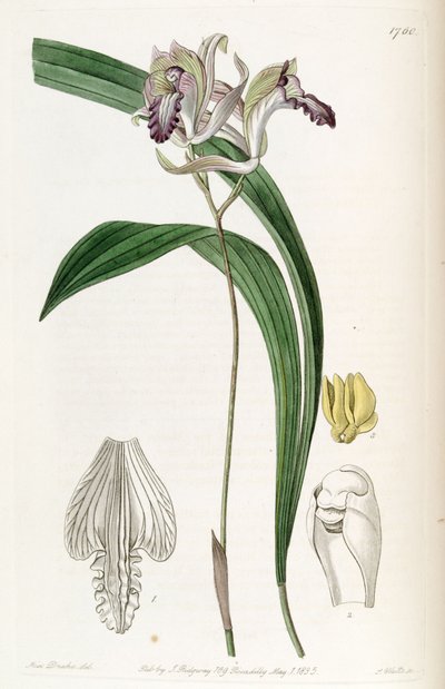 Bletia reflexa von Miss Drake